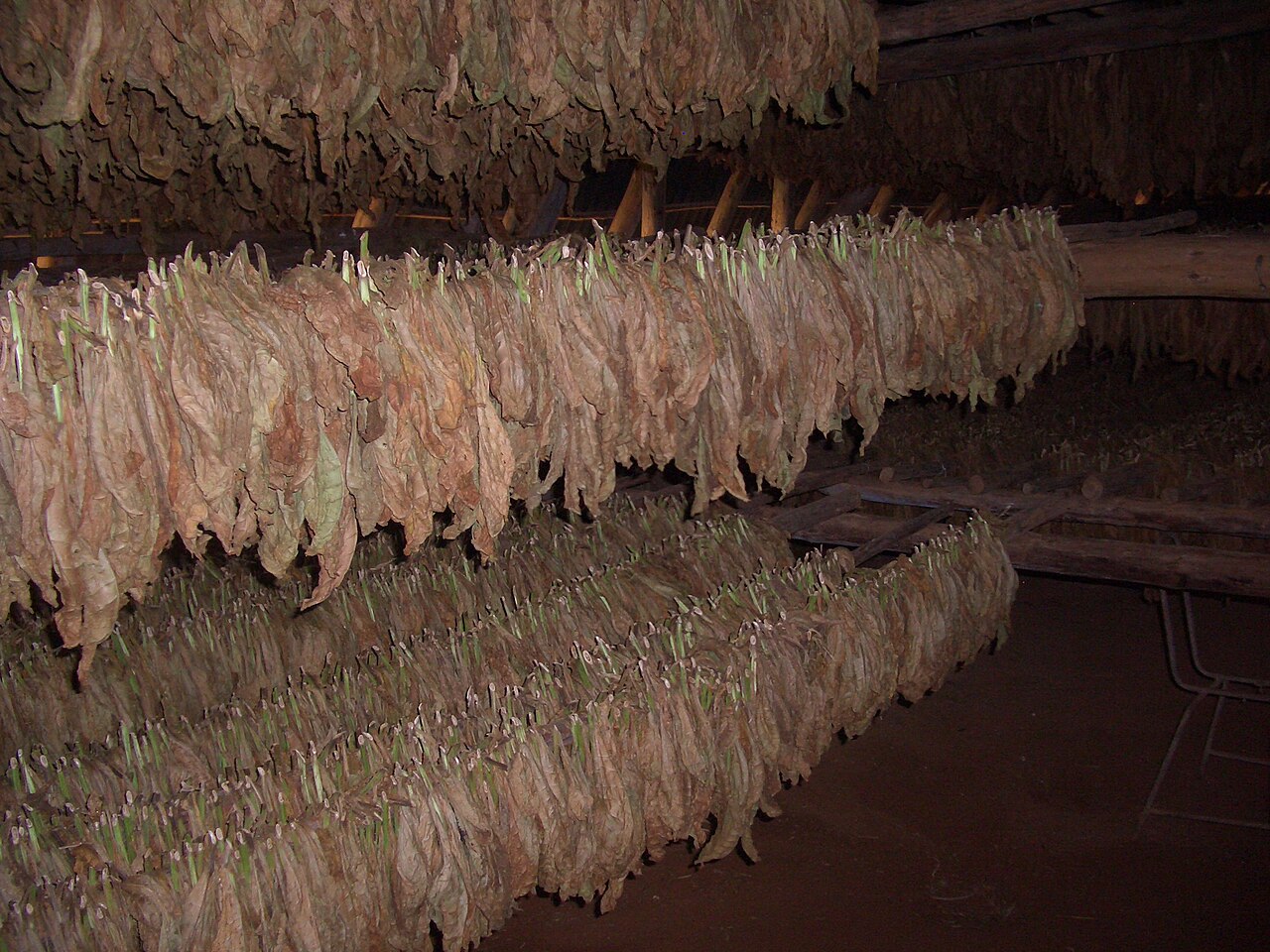 Editorial photograph of tobacco leaves curing in a drying shed